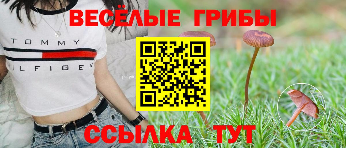 Галлюциногенные грибы Psilocybine cubensis Кингисепп